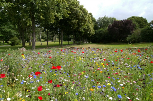 blumenwiese